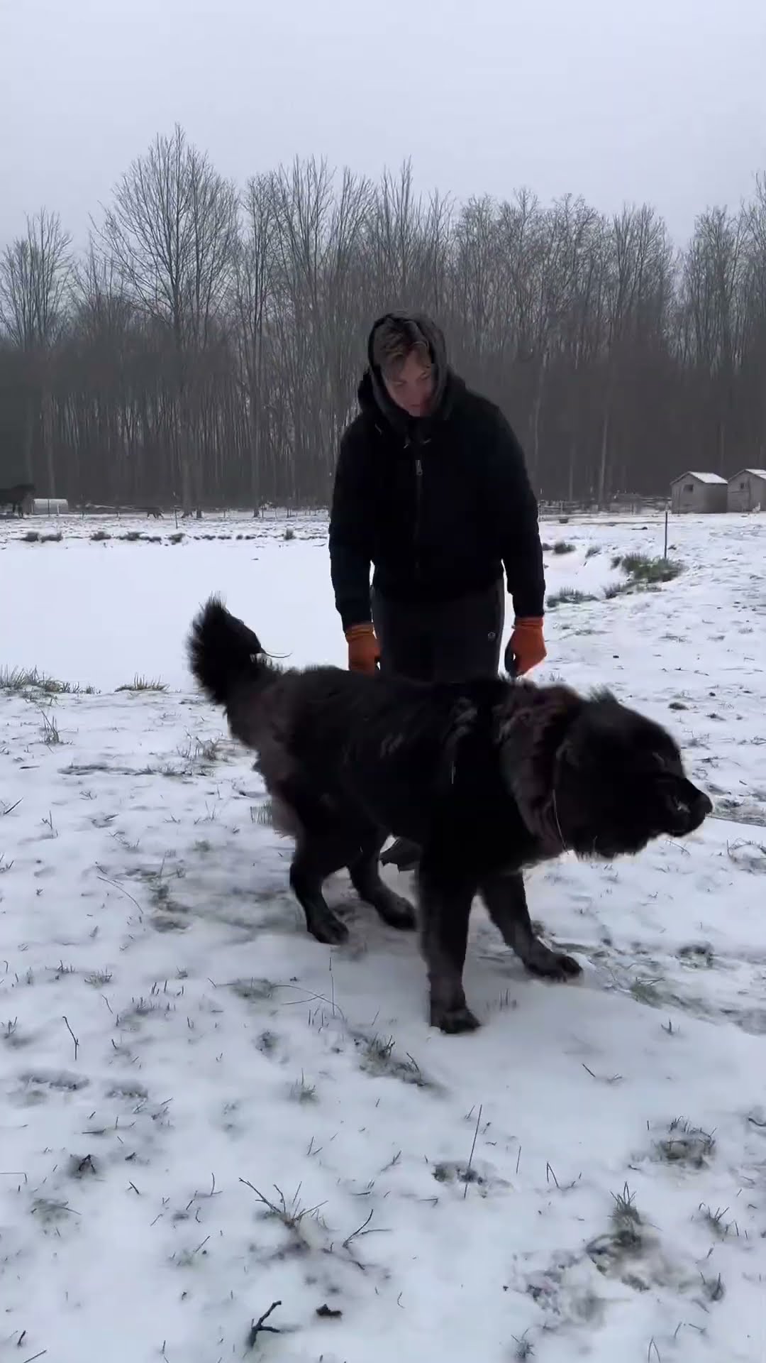 Life as a Family Pet - Caucasian Shepherd video at Brotherbear Acres