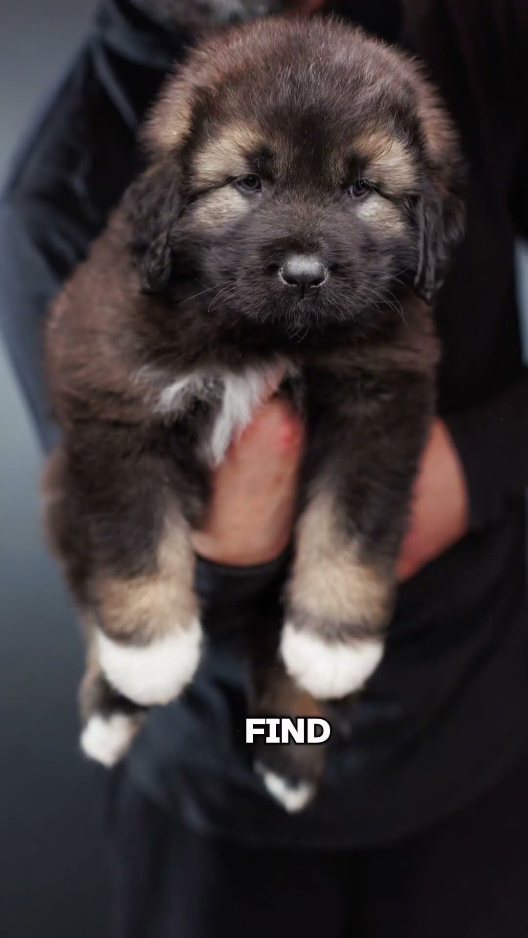 Looking for Adventure - Caucasian Shepherd video at Brotherbear Acres