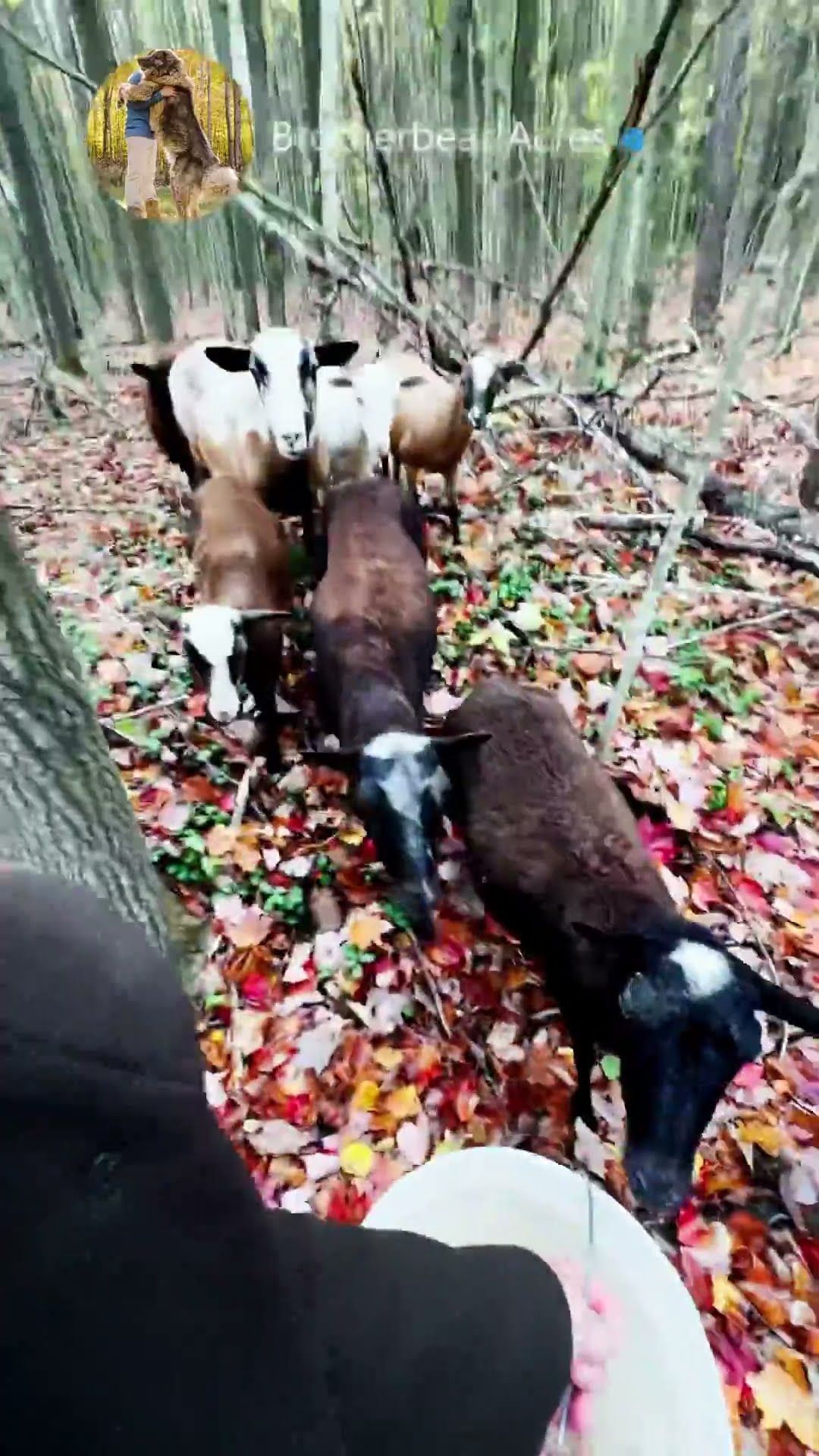 Lost Sheep, Hunting Season - Caucasian Shepherd video at Brotherbear Acres