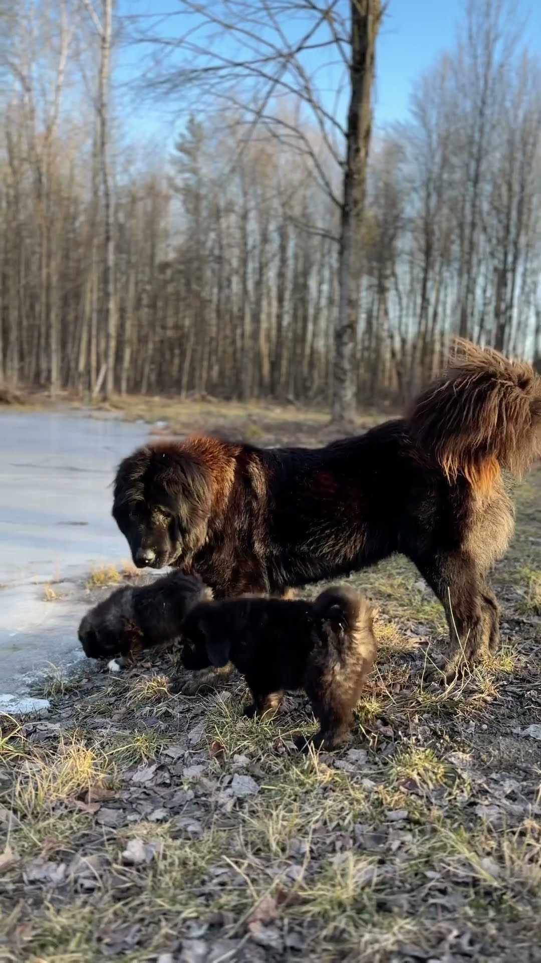 Mama and Her Puppies - Caucasian Shepherd video at Brotherbear Acres