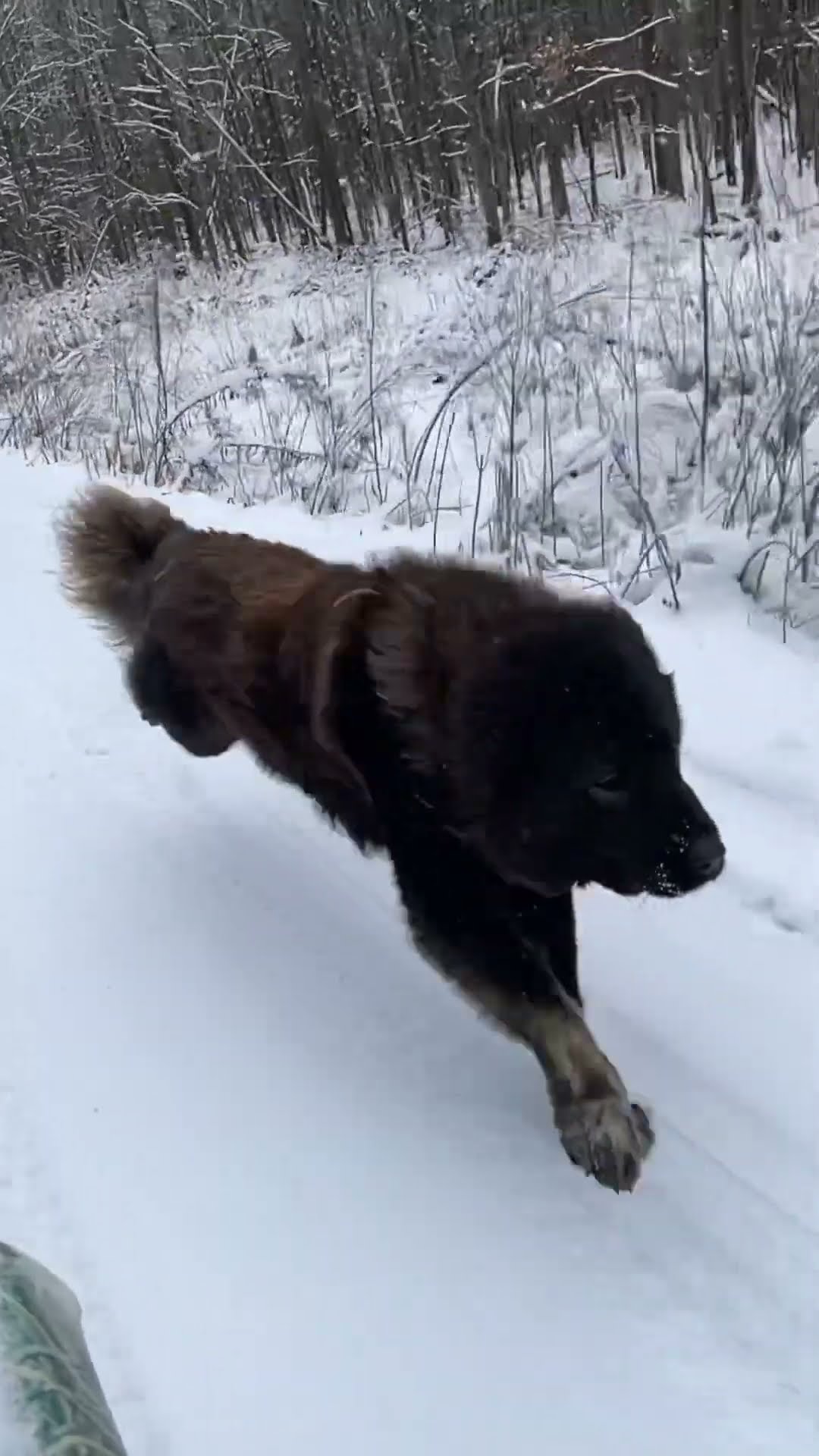 Mama Bear Bree - Caucasian Shepherd video at Brotherbear Acres