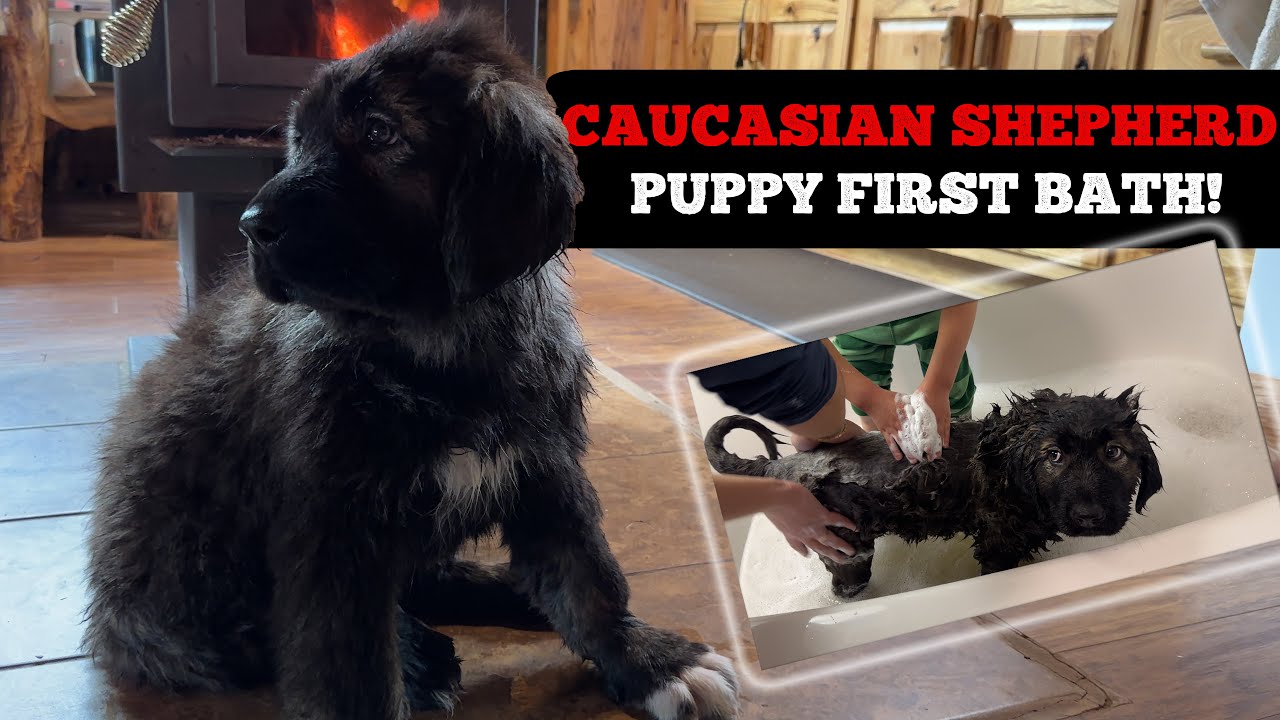 Marie's First Bath - Caucasian Shepherd long-form video at Brotherbear Acres