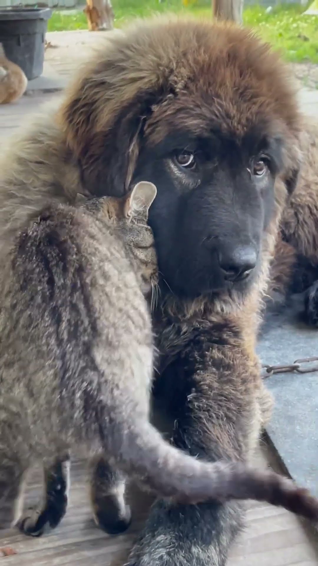 Meet Bearuno Mars - Caucasian Shepherd video at Brotherbear Acres