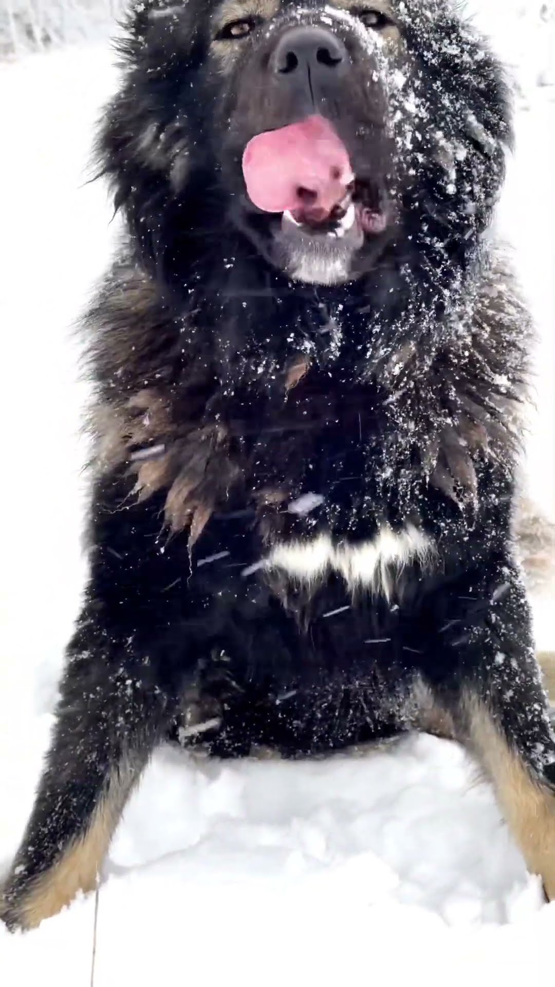 Meet Hadouken - Caucasian Shepherd video at Brotherbear Acres