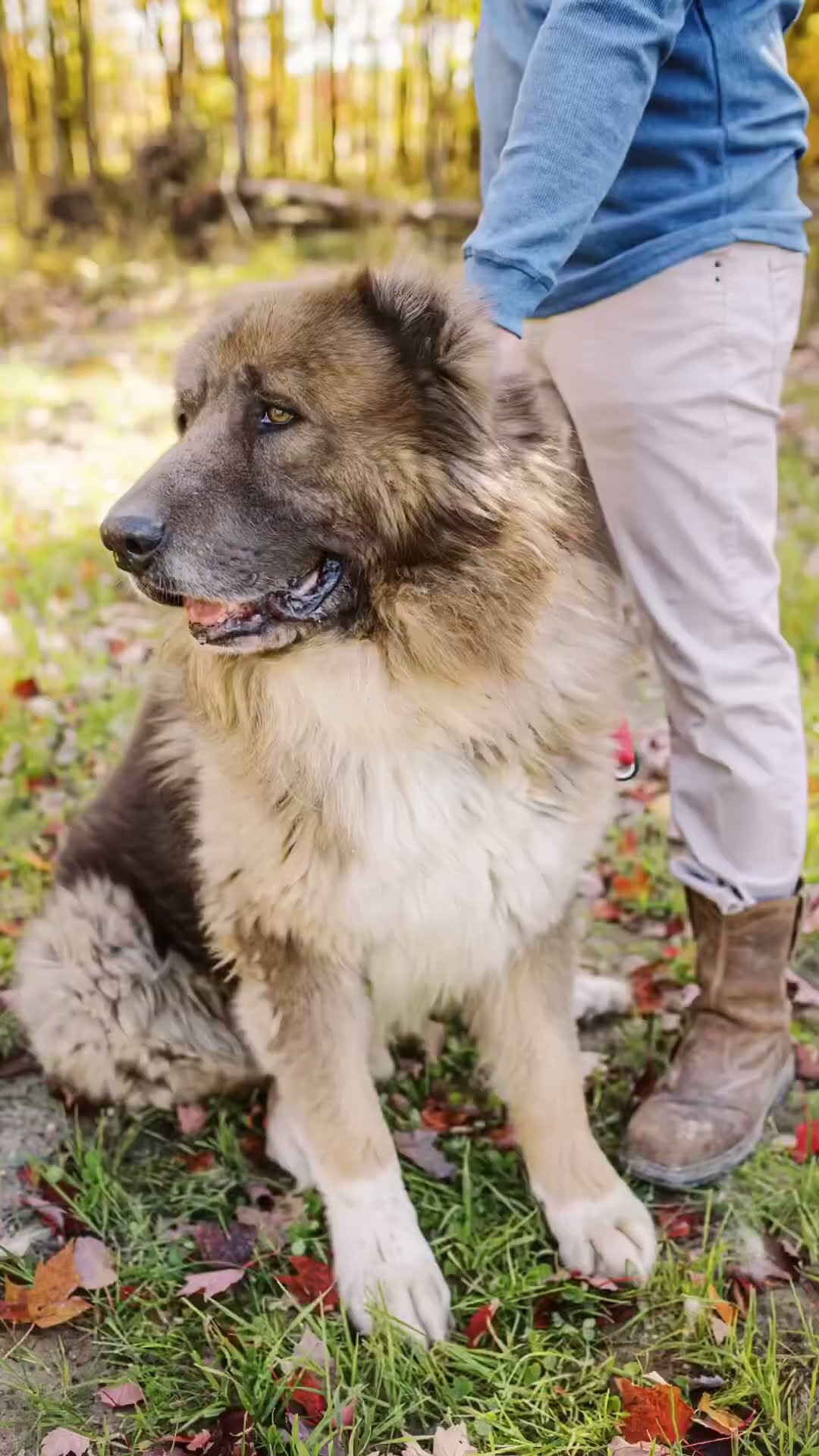 Meet the Pack - Caucasian Shepherd video at Brotherbear Acres