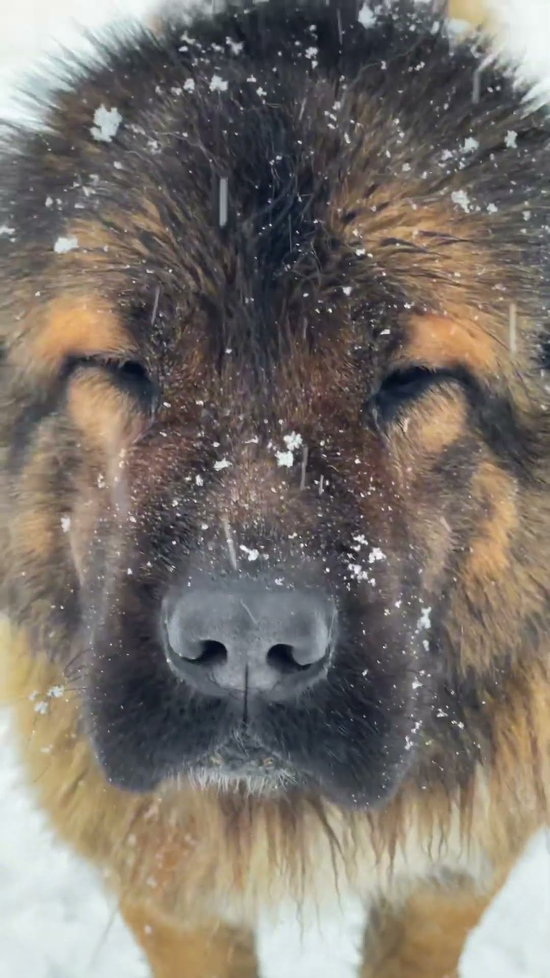 Mila, Best Livestock Guardian - Caucasian Shepherd video at Brotherbear Acres
