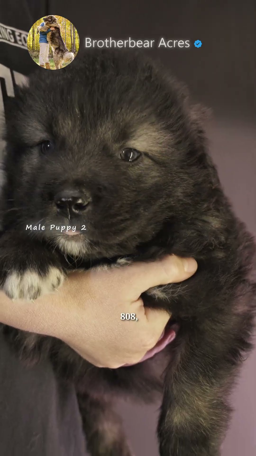 My Gang - Caucasian Shepherd video at Brotherbear Acres