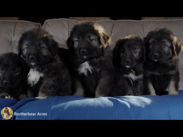 Nearly Eight Weeks Old - Caucasian Shepherd long-form video at Brotherbear Acres