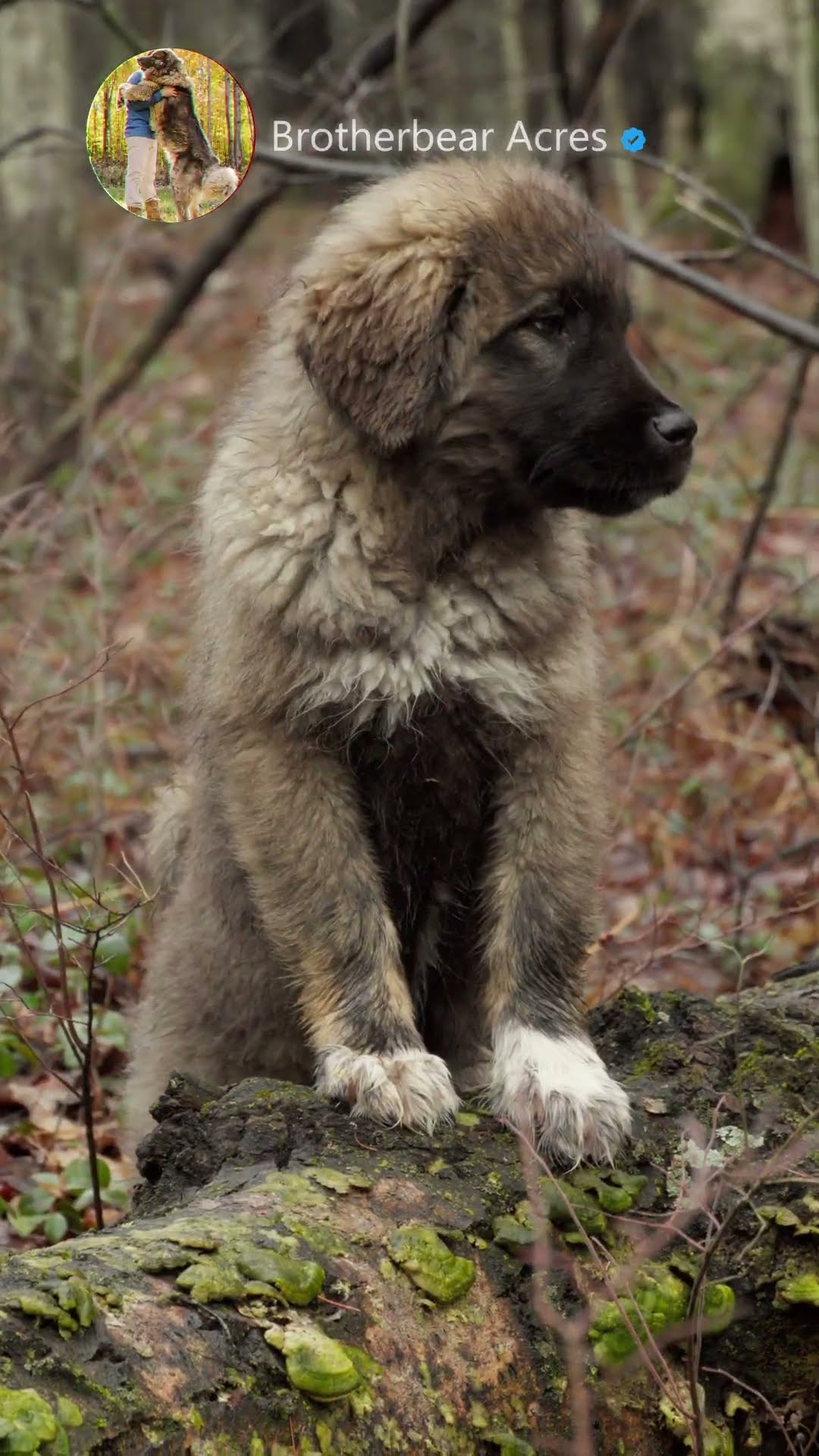 Next Generation Guardian - Caucasian Shepherd video at Brotherbear Acres