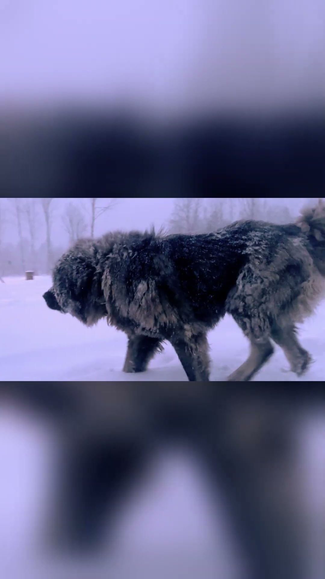 Night Patrol, Winter Blizzard - Caucasian Shepherd video at Brotherbear Acres