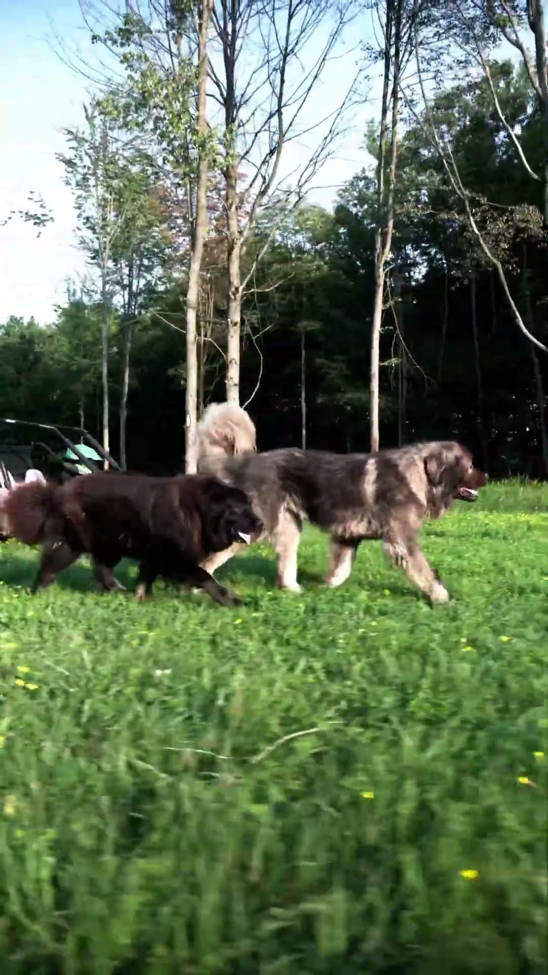 No Words Needed - Caucasian Shepherd video at Brotherbear Acres