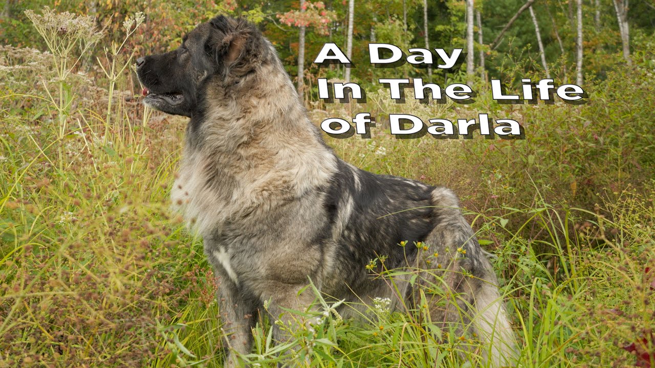 On Duty in Northern Michigan - Caucasian Shepherd long-form video at Brotherbear Acres