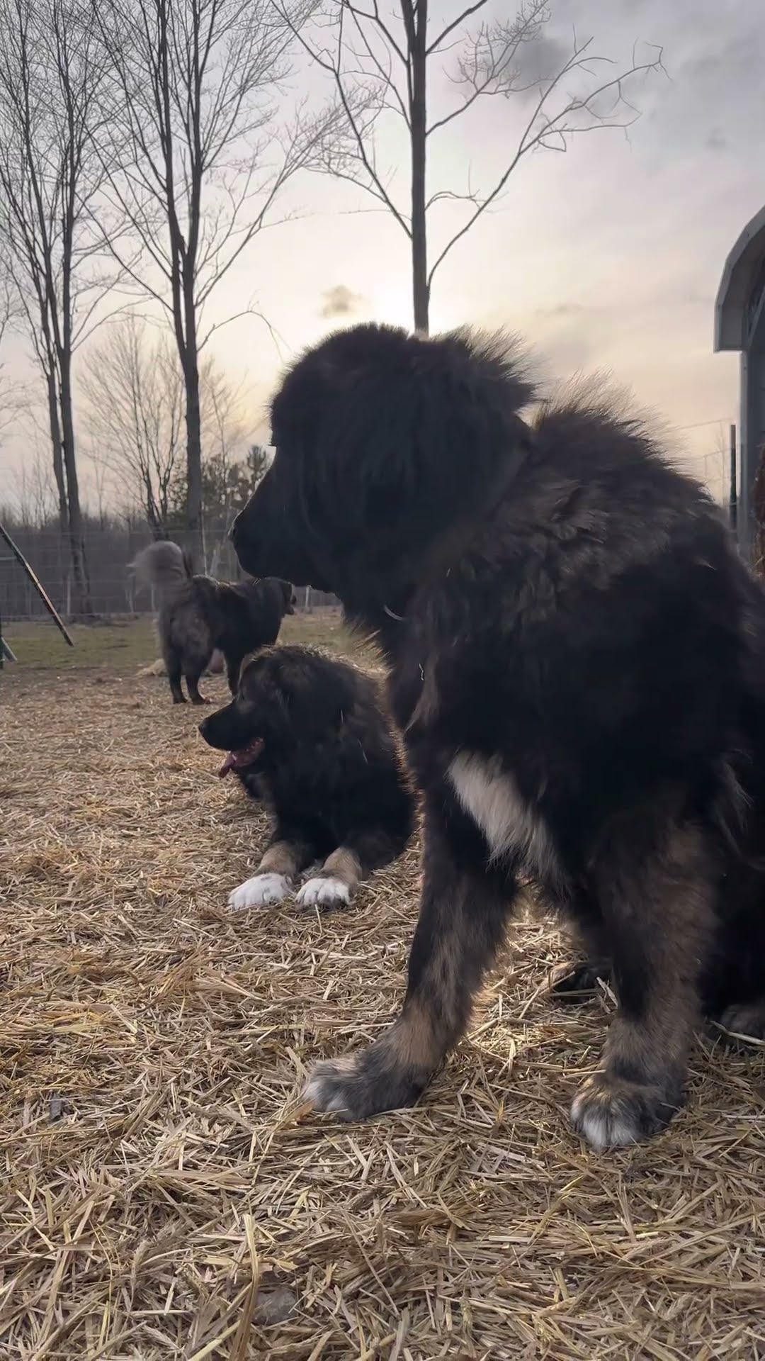 On Standby for Sunset - Caucasian Shepherd video at Brotherbear Acres