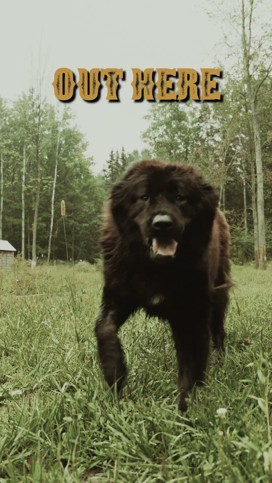On the Frontier - Caucasian Shepherd video at Brotherbear Acres