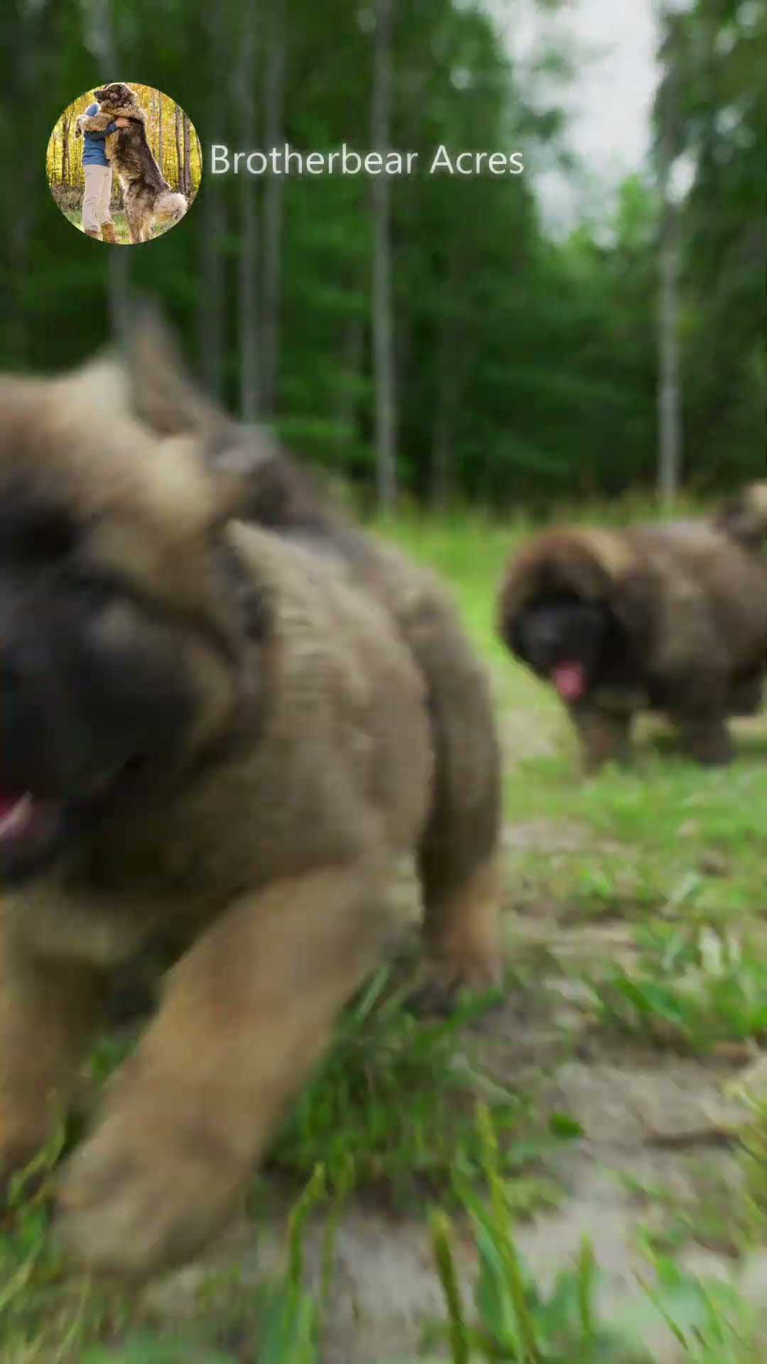On the Move at Six Weeks - Caucasian Shepherd video at Brotherbear Acres