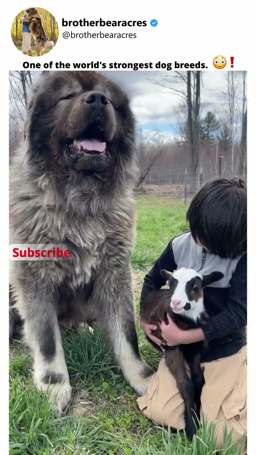 One of the World's Strongest - Caucasian Shepherd video at Brotherbear Acres