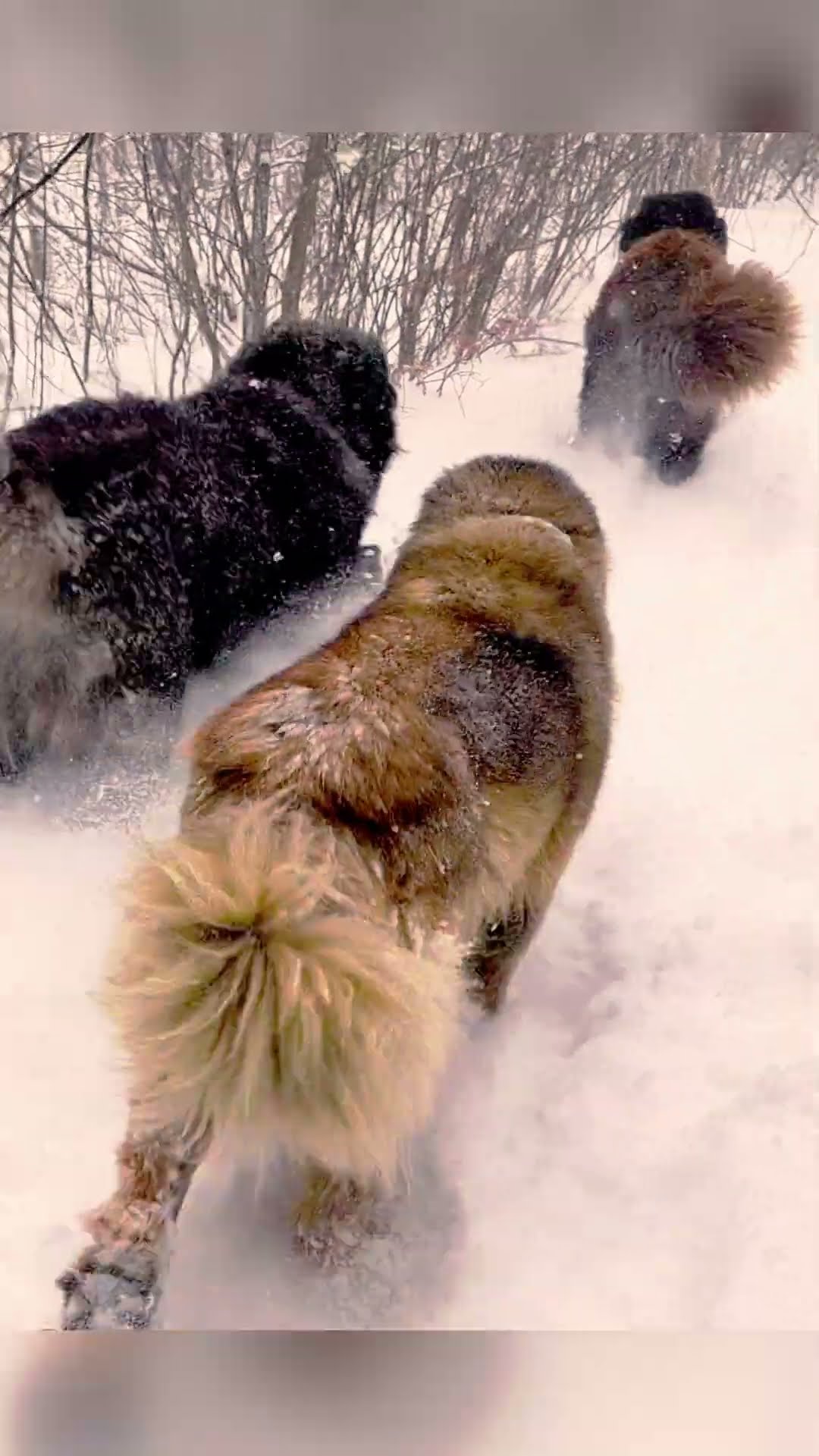 Pack of Three - Caucasian Shepherd video at Brotherbear Acres