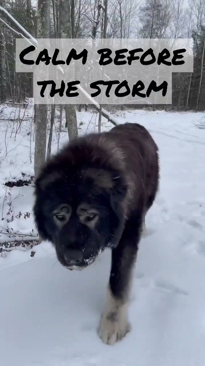 Patrol Before the Storm - Caucasian Shepherd video at Brotherbear Acres