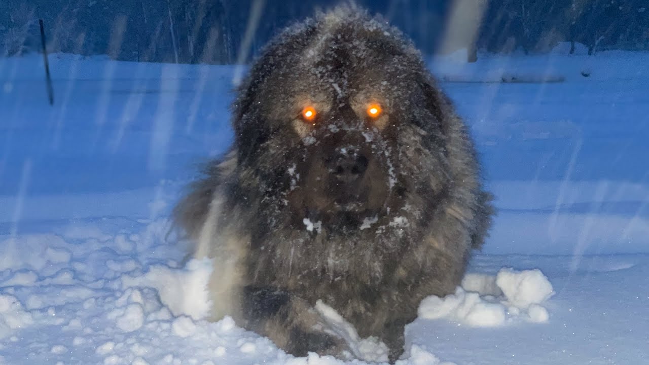 Patrol During the Blizzard - Caucasian Shepherd long-form video at Brotherbear Acres