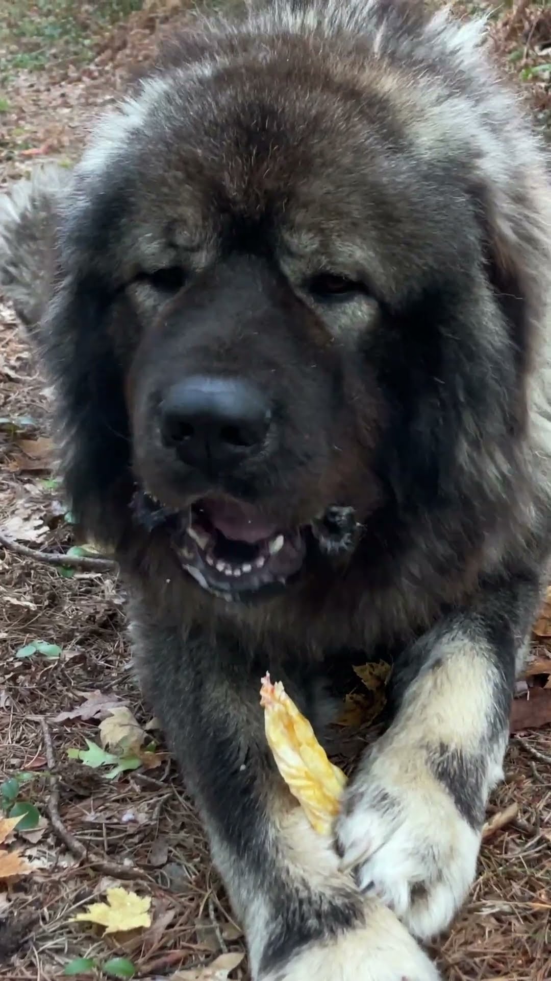 Pig Ear Treats - Caucasian Shepherd video at Brotherbear Acres