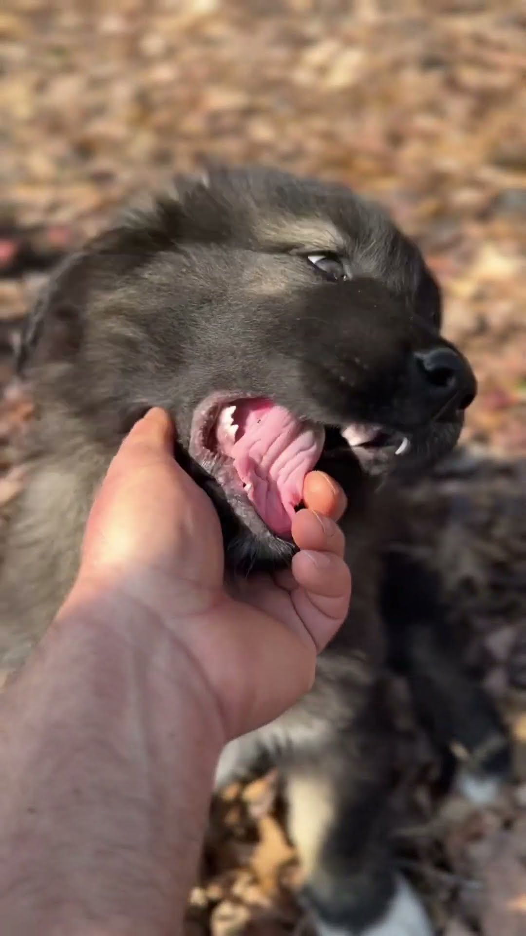 Pink and Lavender - Caucasian Shepherd video at Brotherbear Acres