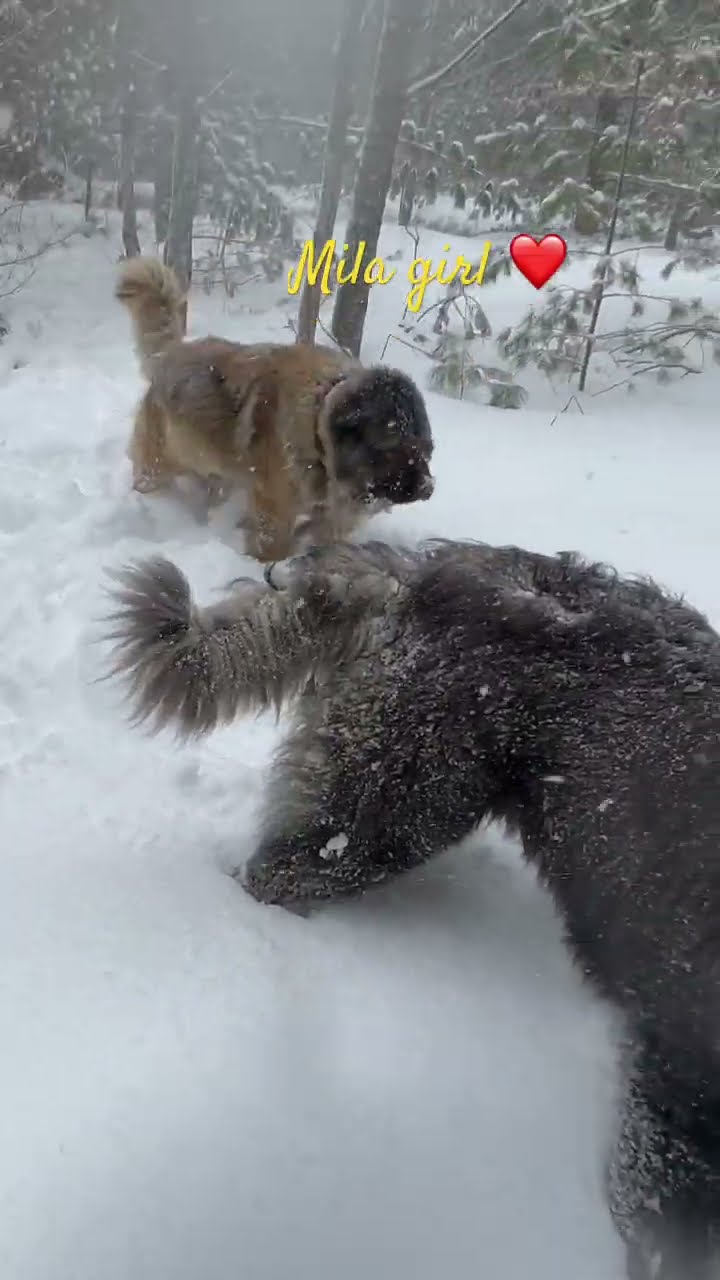 Playing in the Snow - Caucasian Shepherd video at Brotherbear Acres