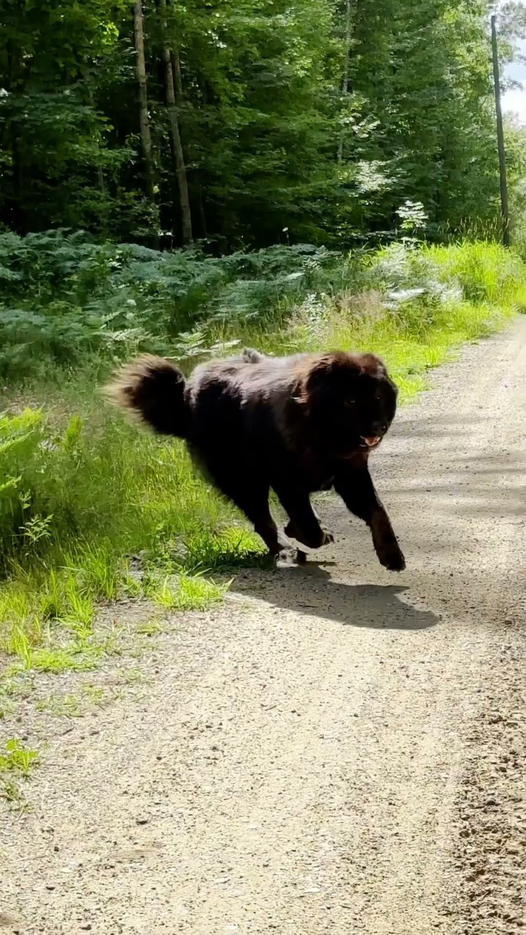 POV: On Duty - Caucasian Shepherd video at Brotherbear Acres
