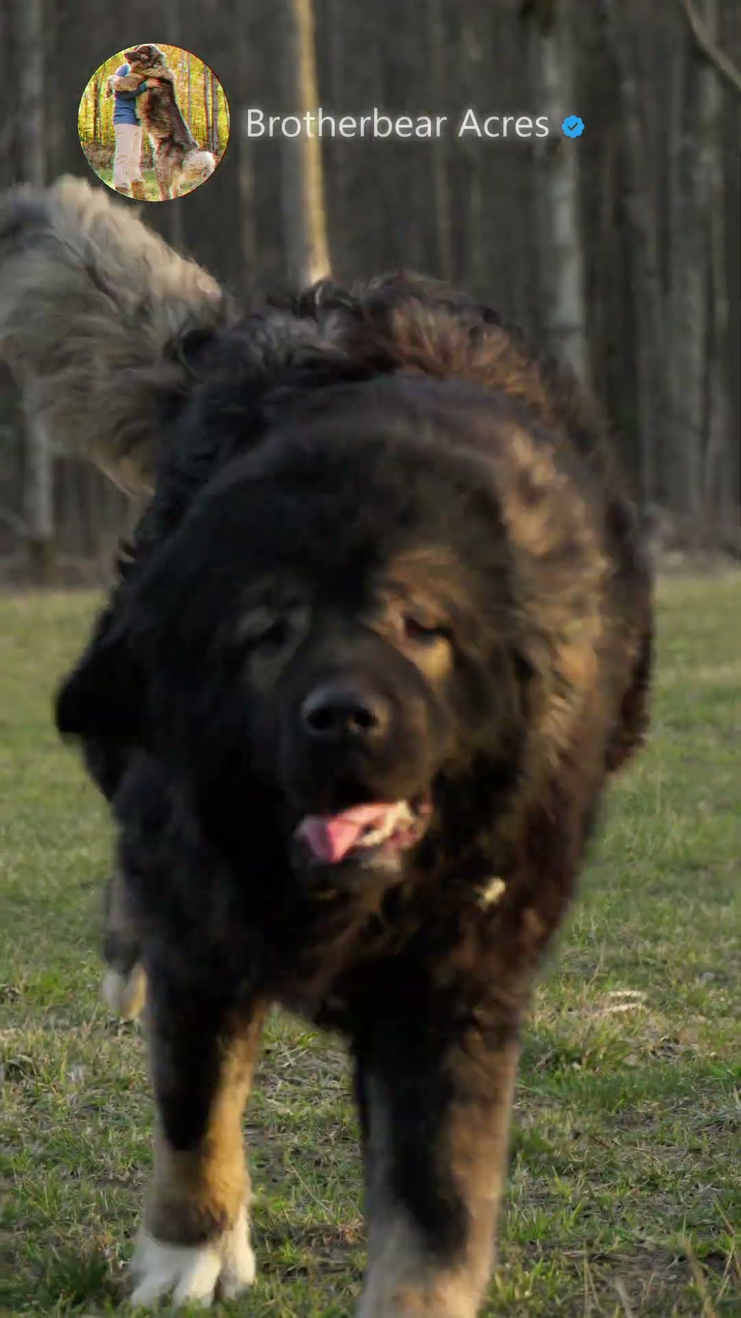 Power and Loyalty - Caucasian Shepherd video at Brotherbear Acres