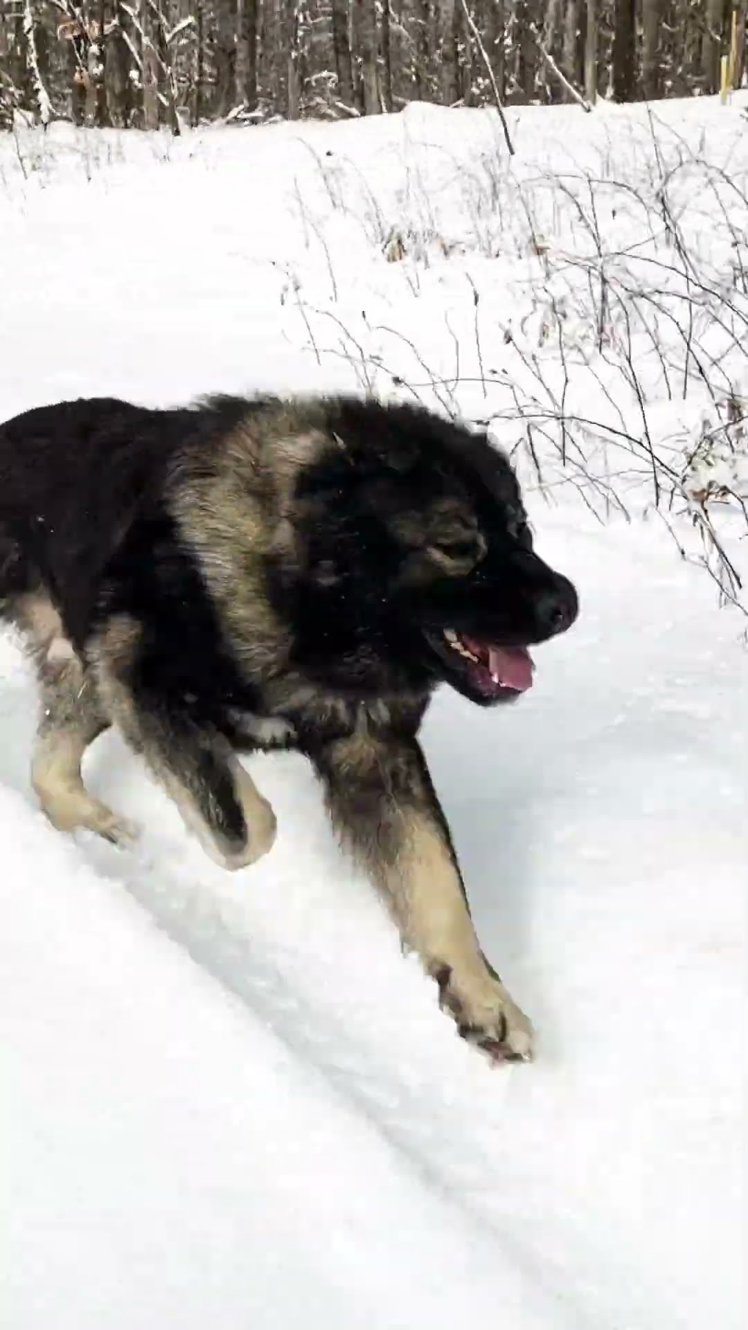 Power Sprint - Caucasian Shepherd video at Brotherbear Acres