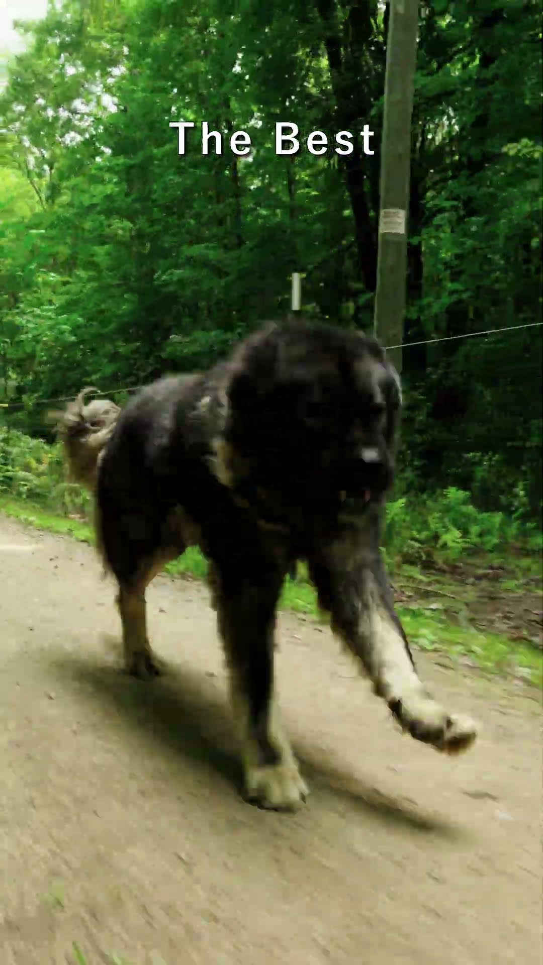 Predator-Proof Guardian in Motion - Caucasian Shepherd video at Brotherbear Acres