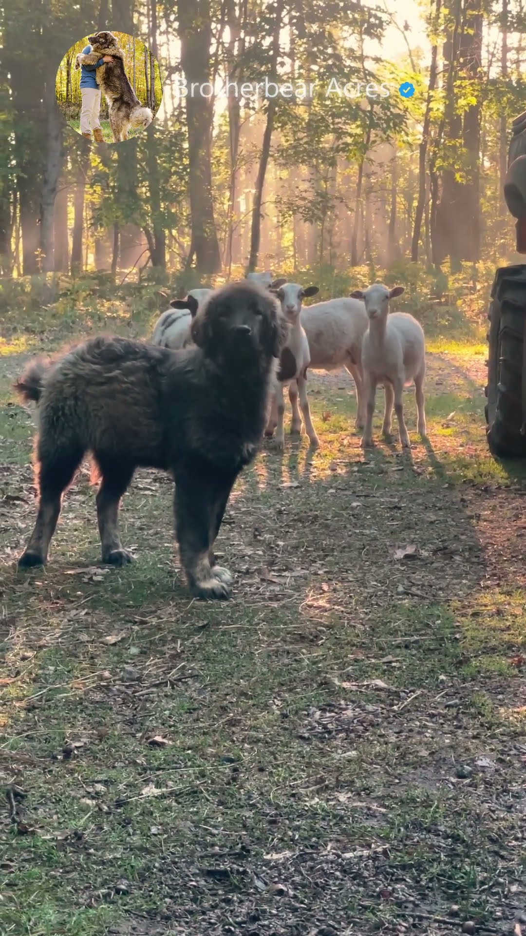Protector of the Flock - Caucasian Shepherd video at Brotherbear Acres