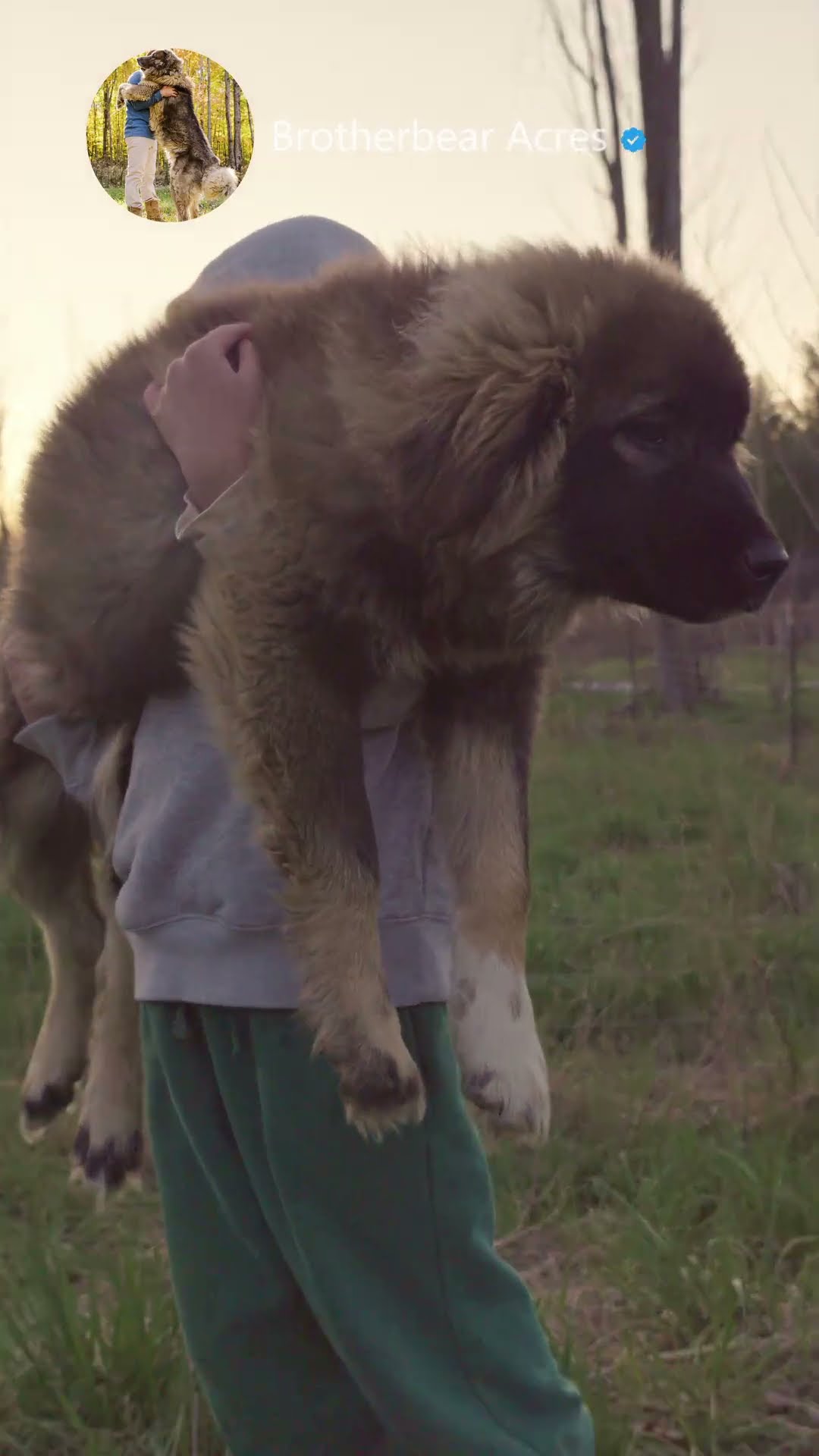 Puppy Days at Brotherbear Acres - Caucasian Shepherd video at Brotherbear Acres