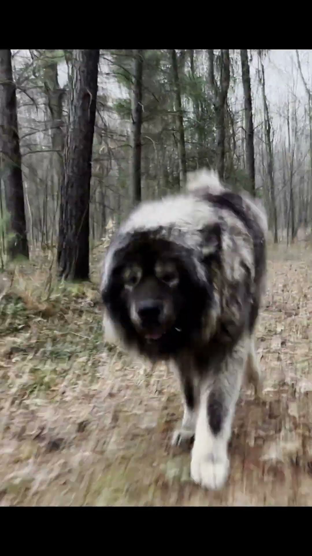 Puppy vs Adult - Caucasian Shepherd video at Brotherbear Acres