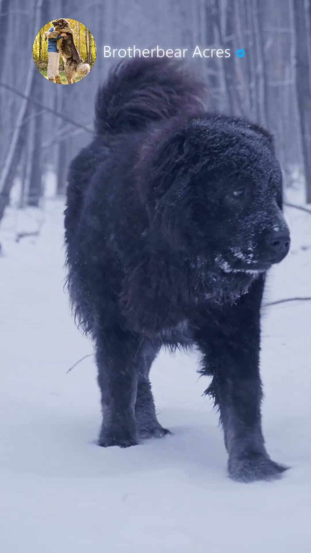 Queen of the Guardians - Caucasian Shepherd video at Brotherbear Acres