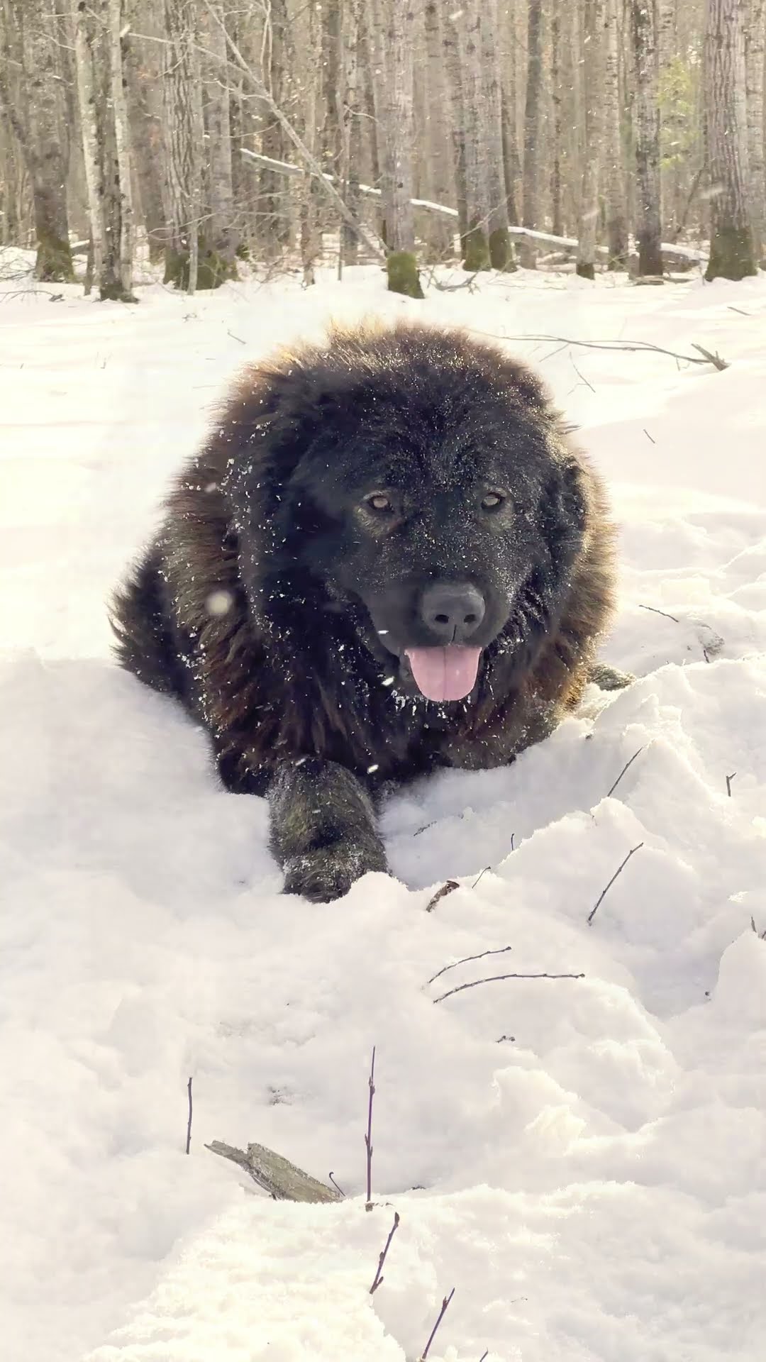 Queen of the Pack - Caucasian Shepherd video at Brotherbear Acres