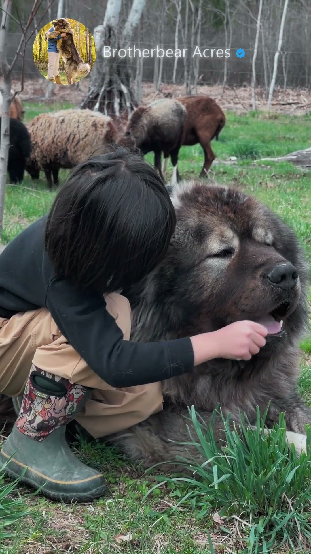 Raised Together - Caucasian Shepherd video at Brotherbear Acres
