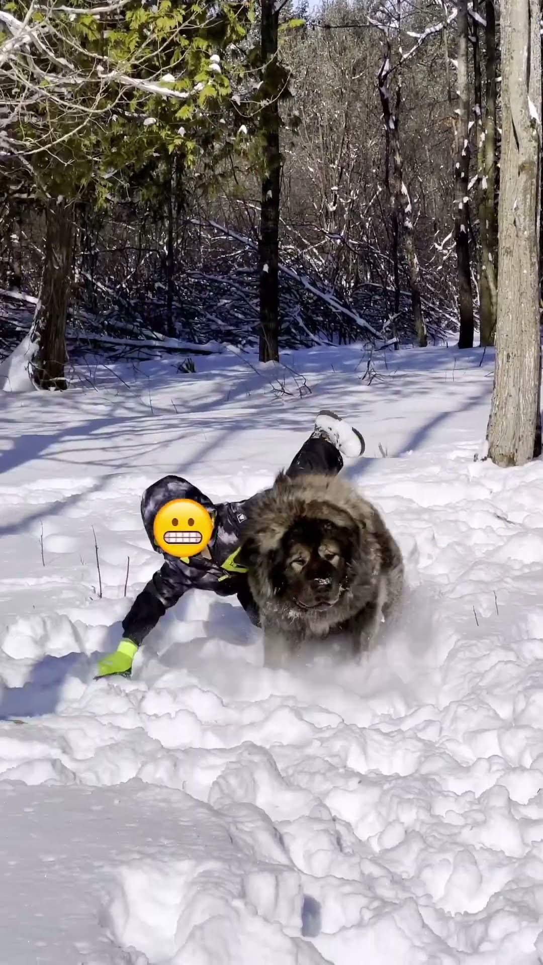 Riding Lesson 101 - Caucasian Shepherd video at Brotherbear Acres