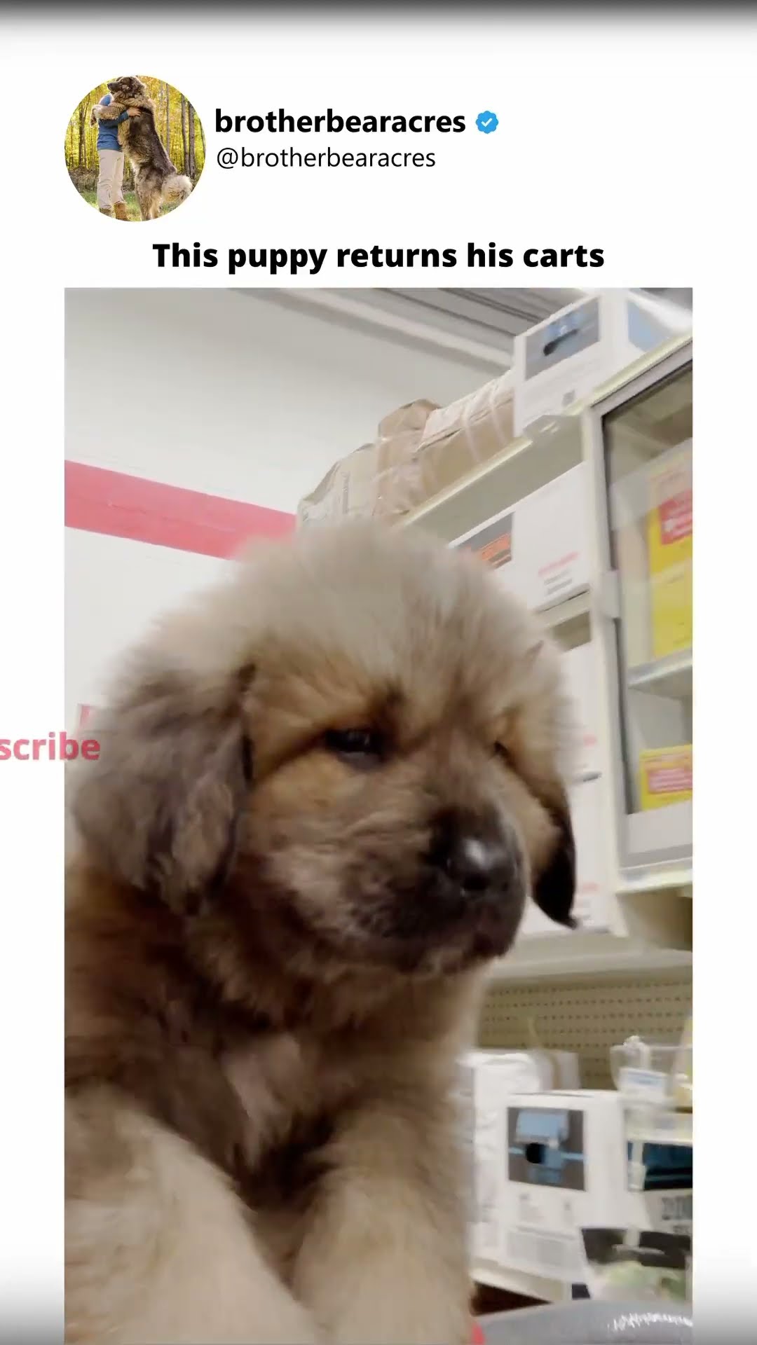 Running Farm Errands - Caucasian Shepherd video at Brotherbear Acres