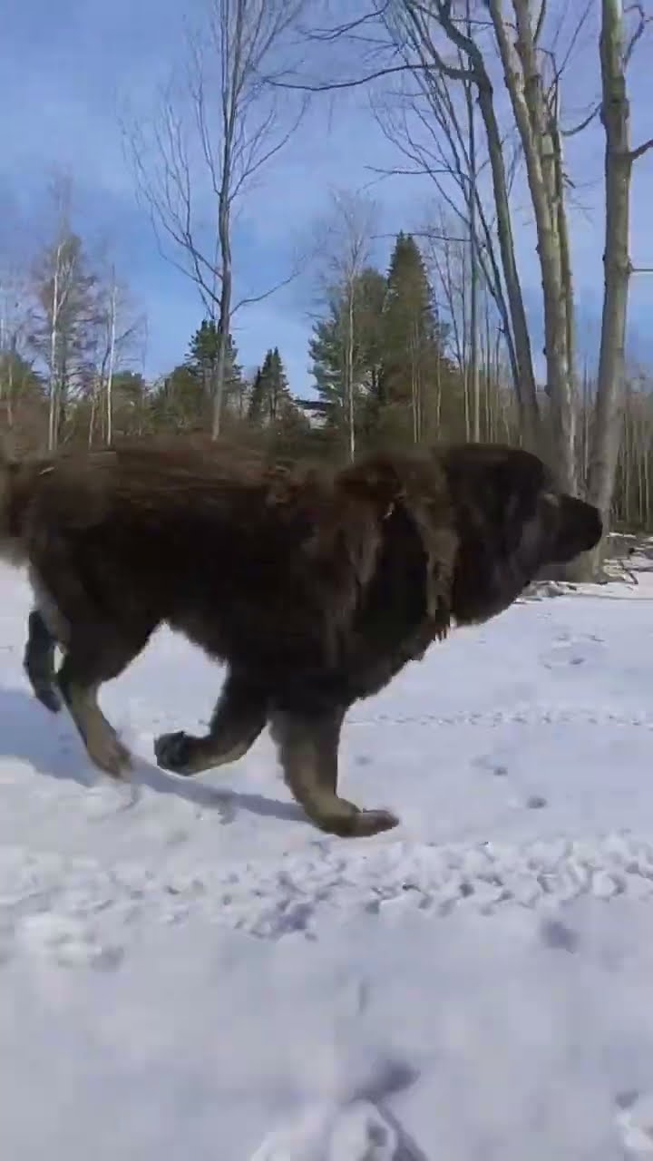 Running in the Woods - Caucasian Shepherd video at Brotherbear Acres