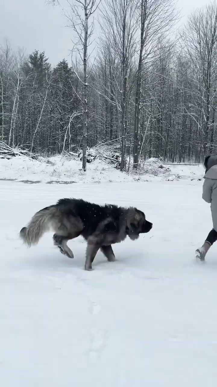 Running Into a Bear - Caucasian Shepherd video at Brotherbear Acres
