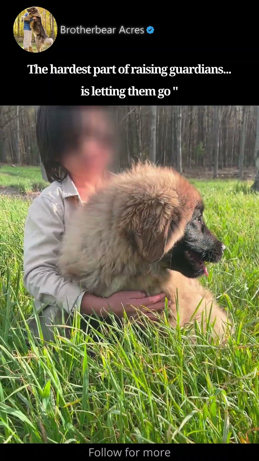 Saying Goodbye to Our Guardian - Caucasian Shepherd video at Brotherbear Acres