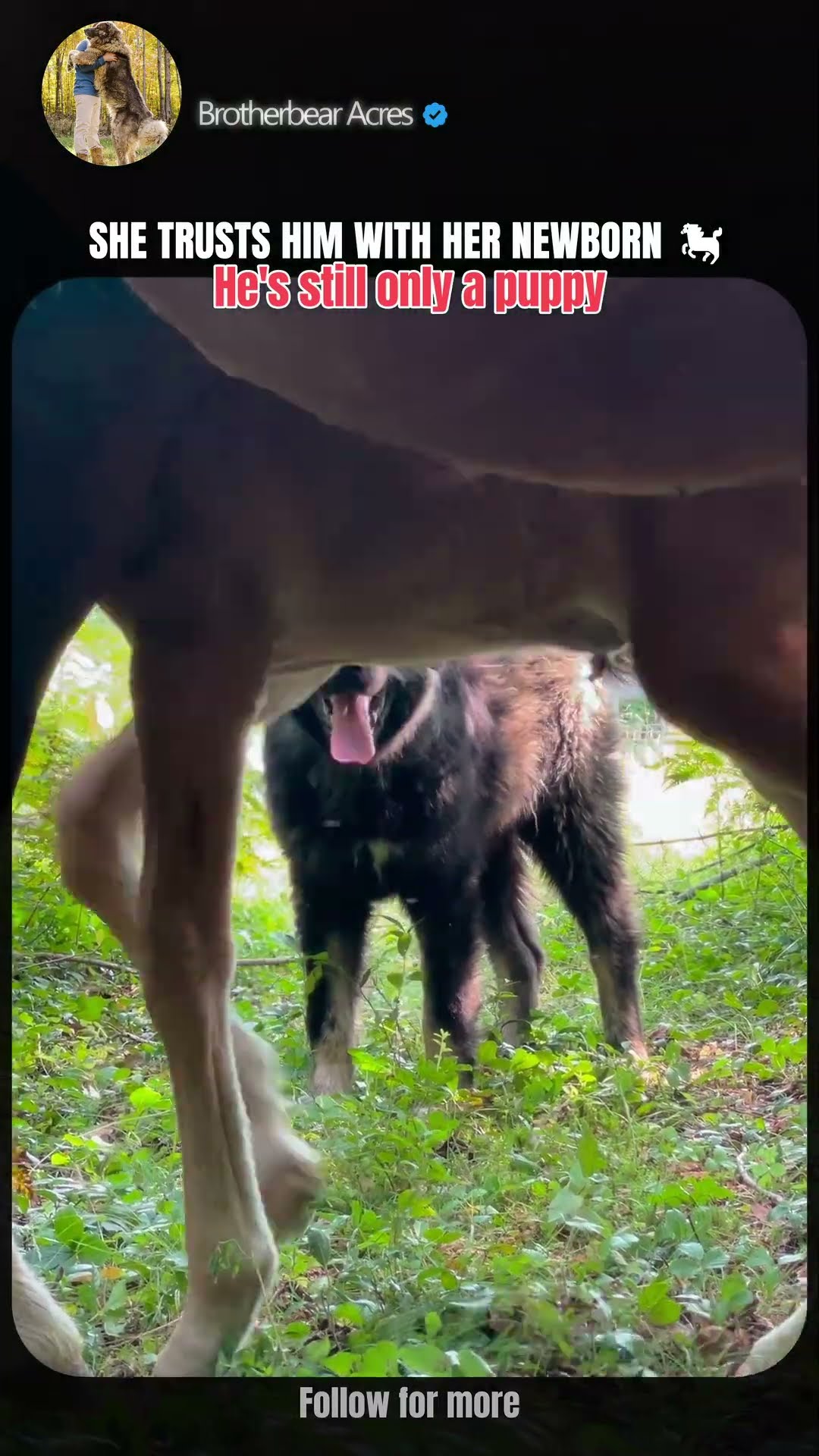 She Knows - Caucasian Shepherd video at Brotherbear Acres