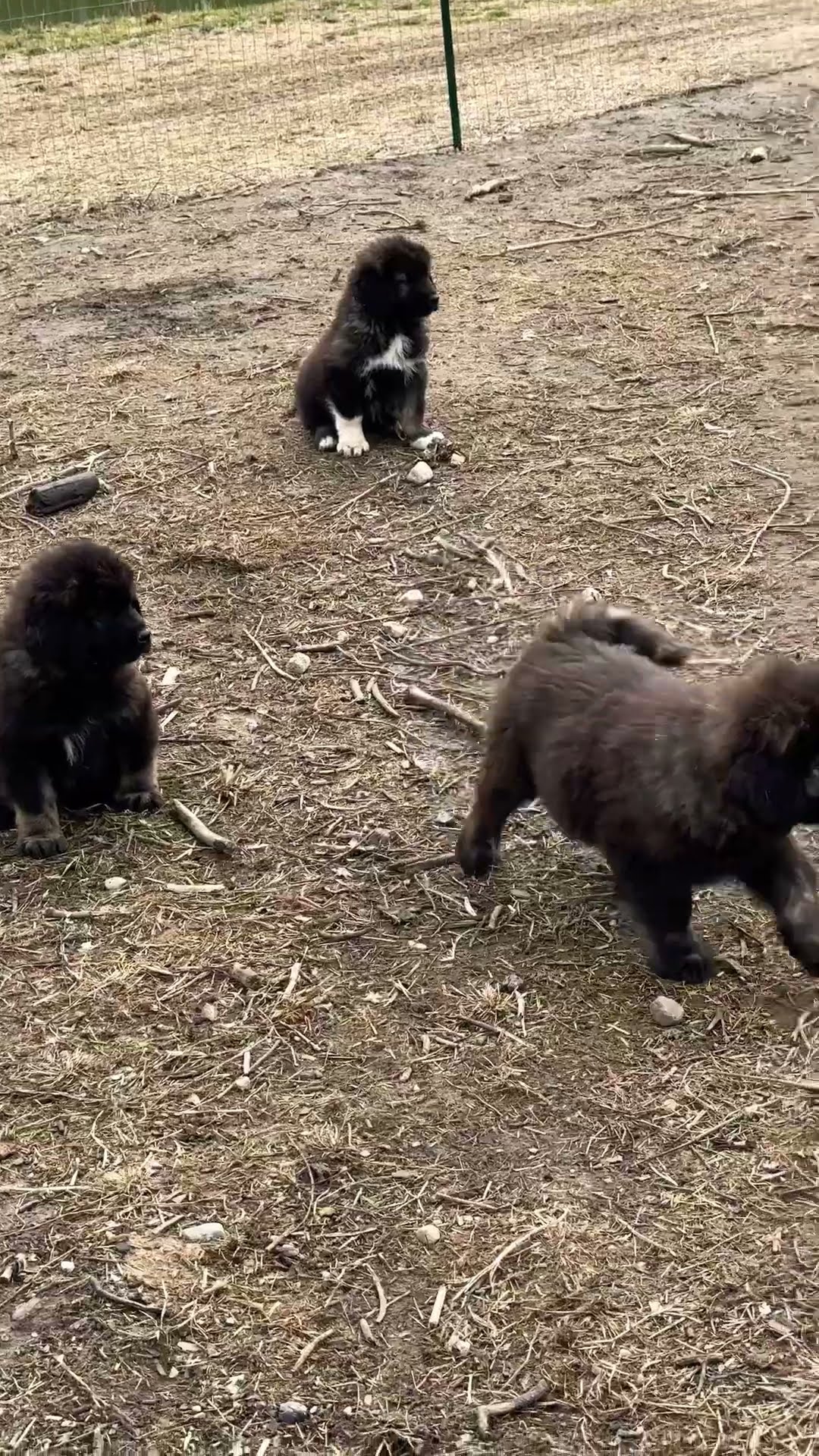 Sitting at Attention - Caucasian Shepherd video at Brotherbear Acres