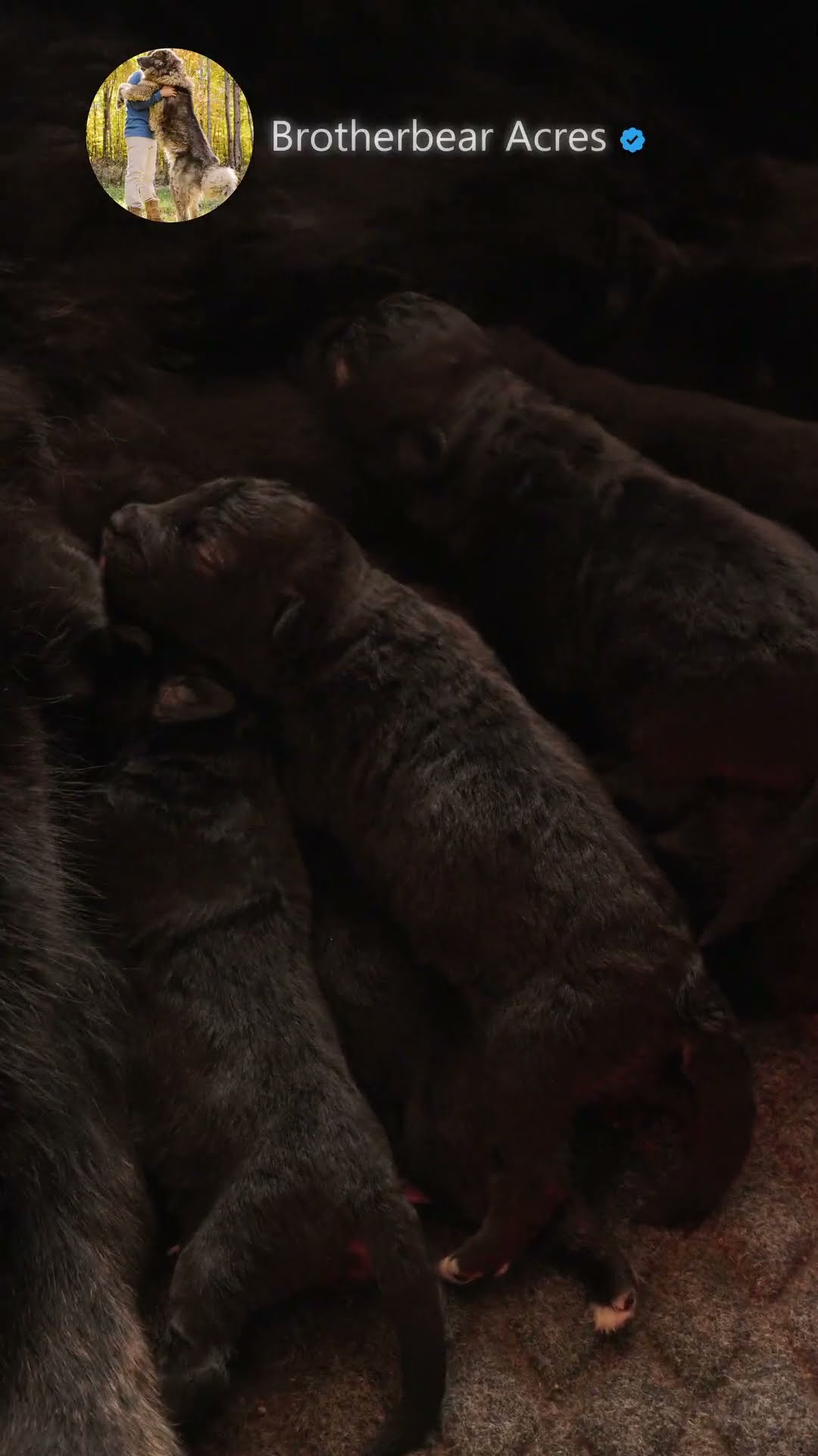 Six Days Old - Caucasian Shepherd video at Brotherbear Acres