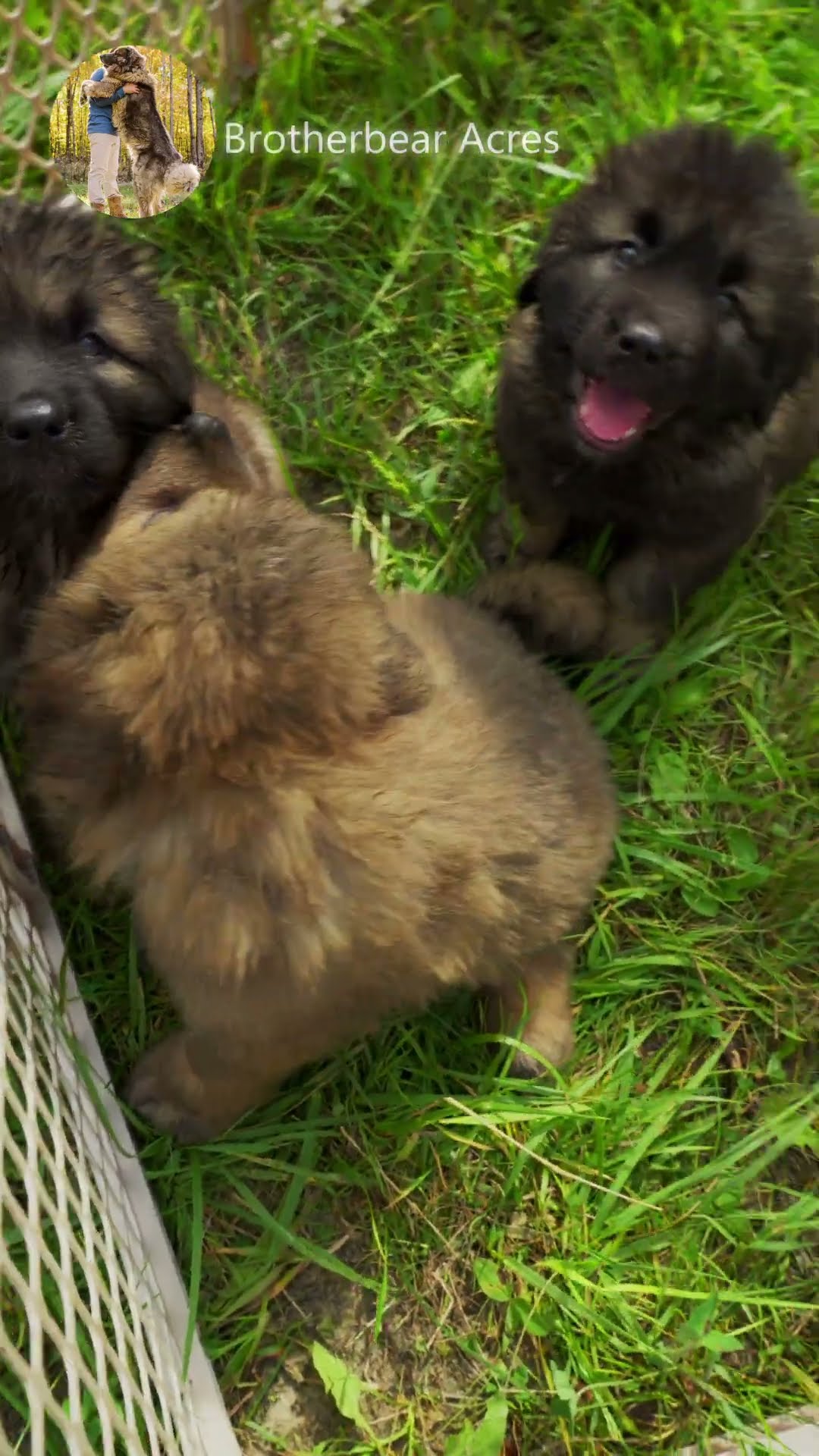 Six Weeks at Brotherbear Acres - Caucasian Shepherd video at Brotherbear Acres