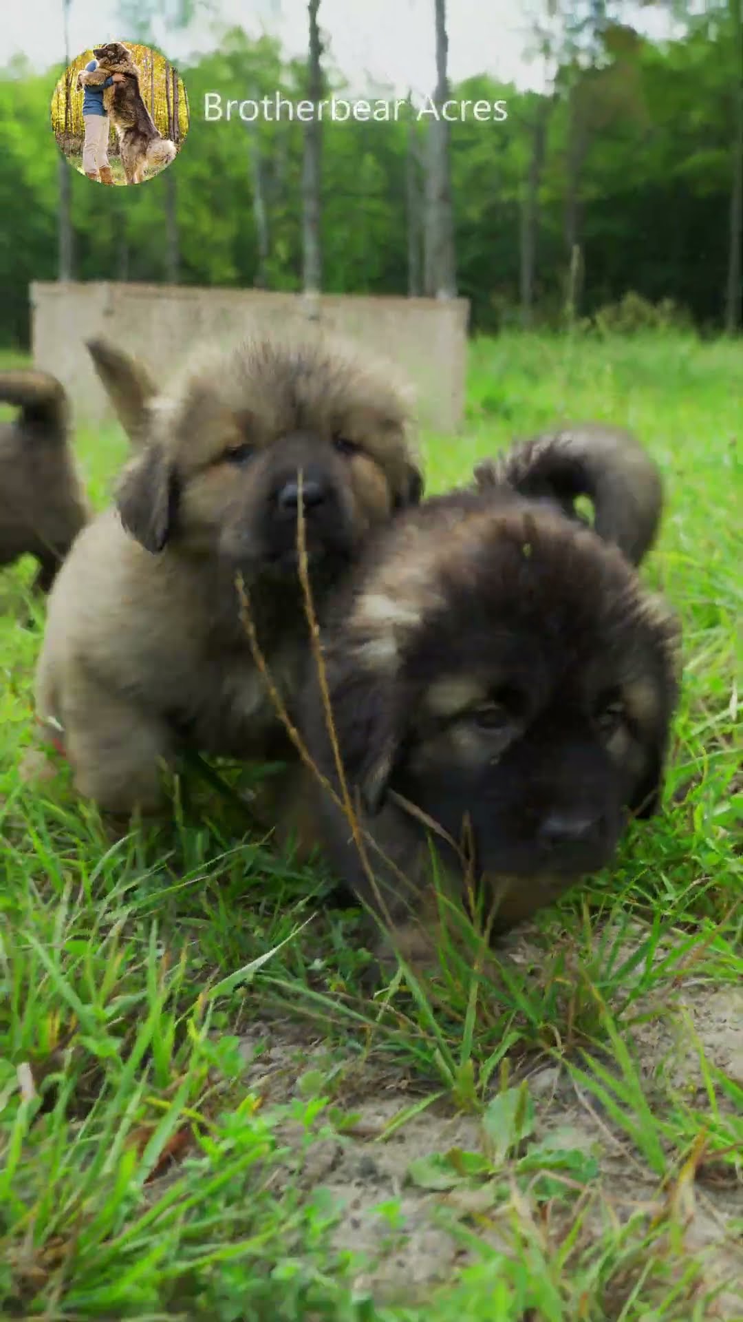 Six Weeks, Future Guardians - Caucasian Shepherd video at Brotherbear Acres