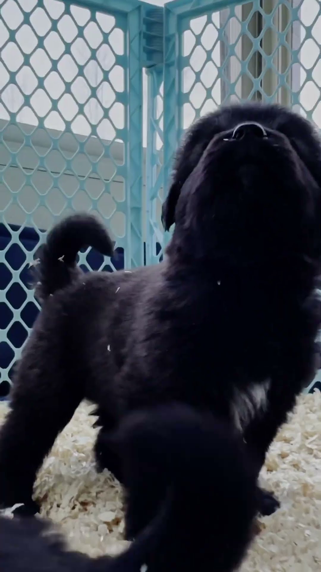 Six Weeks Old - Caucasian Shepherd video at Brotherbear Acres