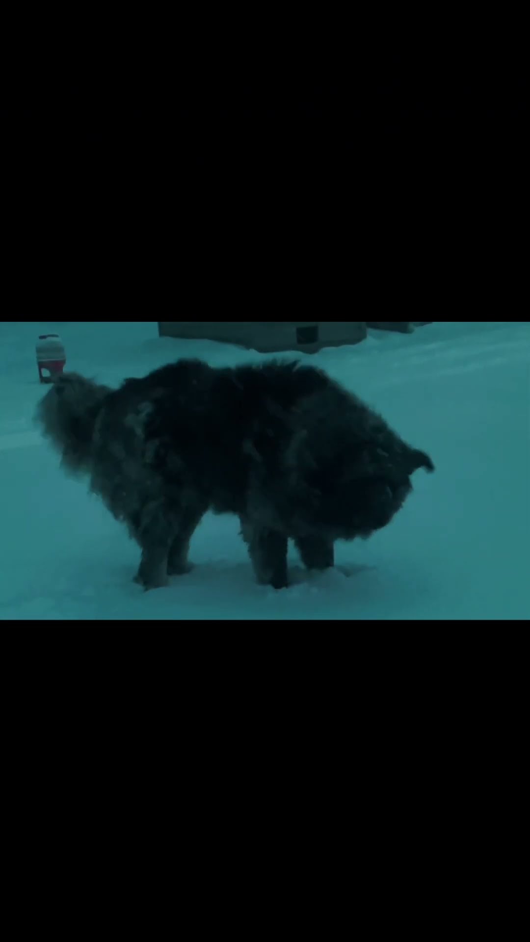 Snow Storm on the Homestead - Caucasian Shepherd video at Brotherbear Acres