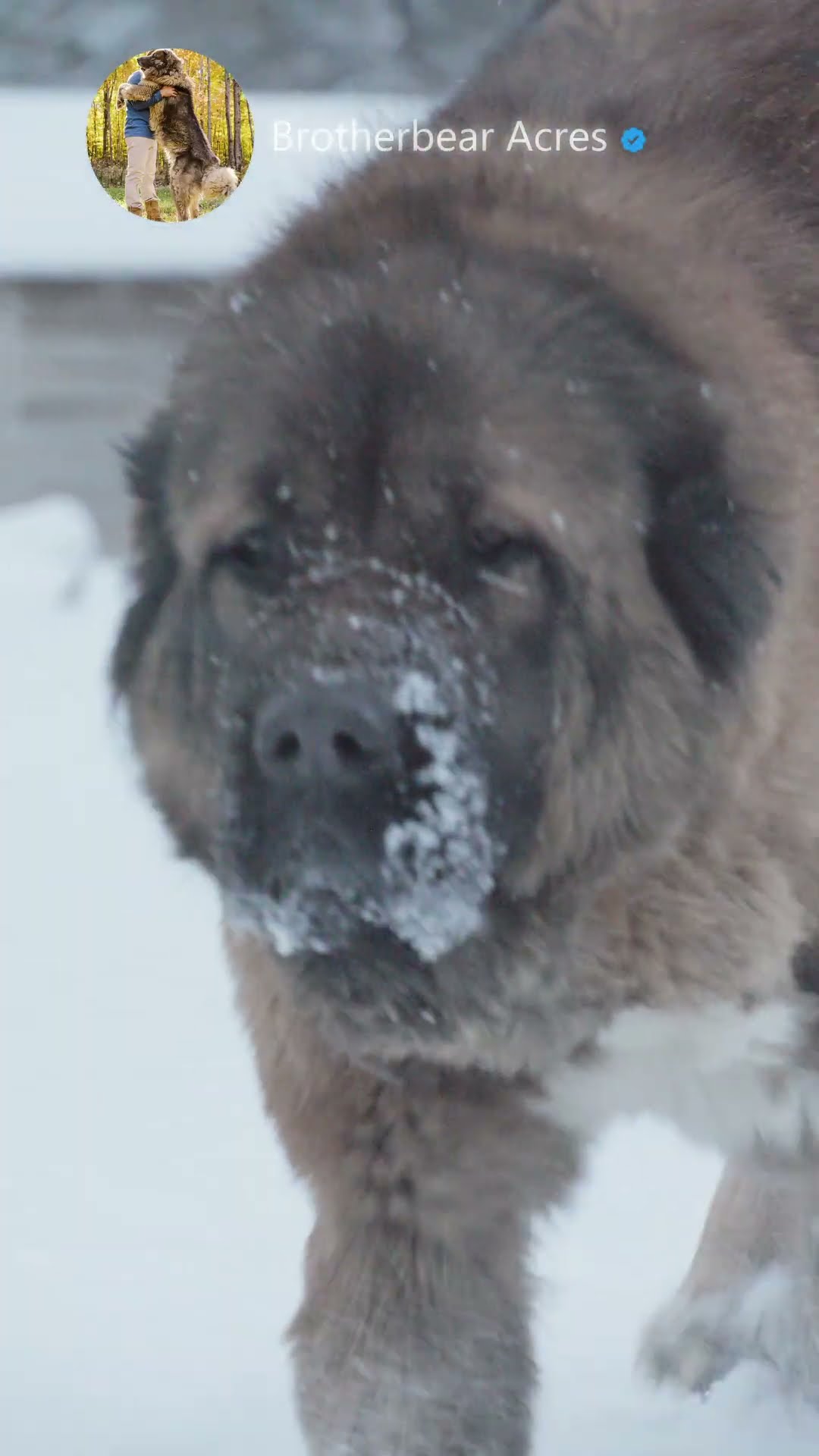 Snow Watch - Caucasian Shepherd video at Brotherbear Acres