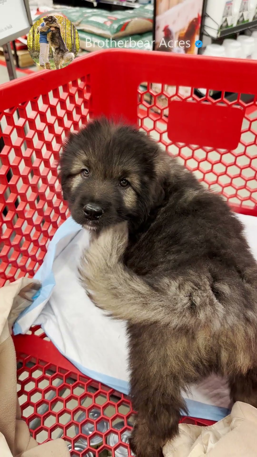 Socialization 101 - Caucasian Shepherd video at Brotherbear Acres